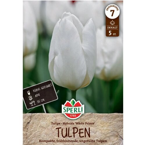 Tulipán White Prince